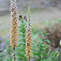 Naparstnica rdzawa- Digitalis ferruginea 'Gelber Herold