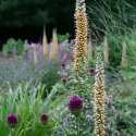 Naparstnica rdzawa- Digitalis ferruginea 'Gelber Herold