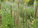 Naparstnica rdzawa- Digitalis ferruginea 'Gelber Herold