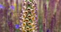 Naparstnica rdzawa- Digitalis ferruginea 'Gelber Herold