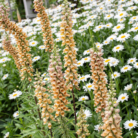 Naparstnica rdzawa- Digitalis ferruginea 'Gelber Herold