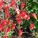 Orlik- kanadyjski- Aquilegia canadensis 'Little Lanterns'