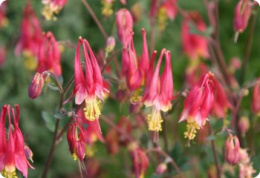 Orlik- kanadyjski- Aquilegia canadensis 'Little Lanterns'