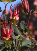 Orlik- kanadyjski- Aquilegia canadensis 'Little Lanterns'