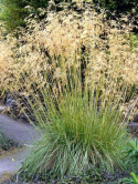 Ostnica olbrzymia- Stipa gigantea 'Alberich'