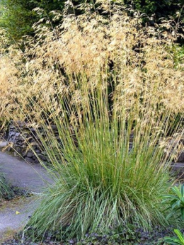 Ostnica olbrzymia- Stipa gigantea 'Alberich'