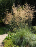 Ostnica olbrzymia- Stipa gigantea 'Alberich'