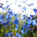 Ostróżka wielkokwiatowa- Delphinium grandiflorum 'Blue Butterfly'