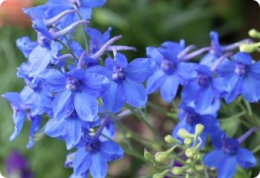 Ostróżka wielkokwiatowa- Delphinium grandiflorum 'Blue Butterfly'