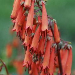 Phygelius 'Candy Drops Tangerine'