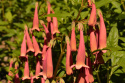 Phygelius 'Candy Drops Tangerine'