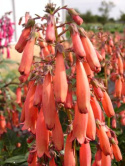 Phygelius 'Candy Drops Tangerine'