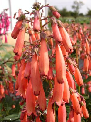 Phygelius 'Candy Drops Tangerine'