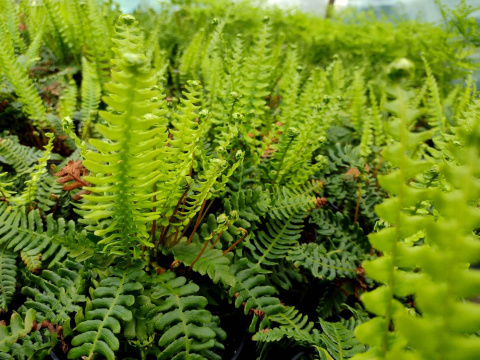 Podrzeń żebrowiec- Blechnum spicant (p9)