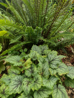 Podrzeń żebrowiec- Blechnum spicant (p9)