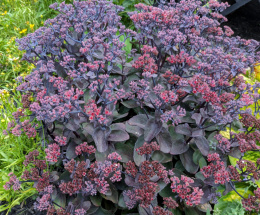 Rozchodnikowiec- Sedum 'Back in Black'