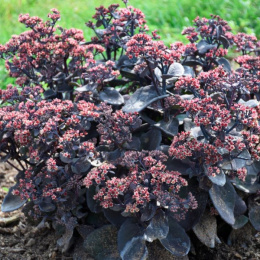 Rozchodnikowiec- Sedum 'Back in Black'