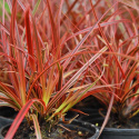 Uncinia 'Everflame'