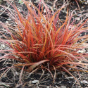 Uncinia 'Everflame'