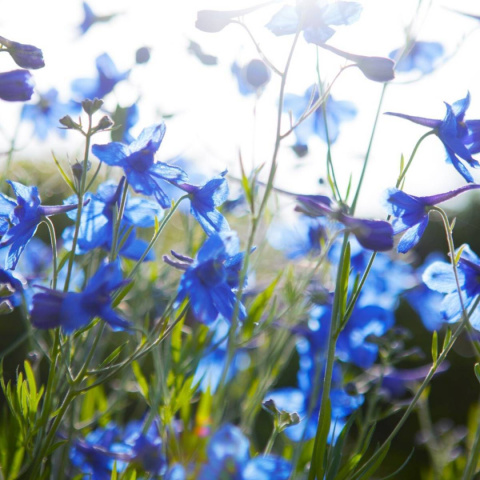 Ostróżka wielkokwiatowa- Delphinium grandiflorum 'Blue Butterfly' (p9)