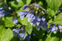 Mehania pokrzywolistna- Meehania urticifolia 'Japan Blue’