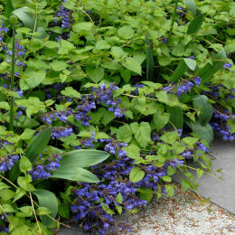 Mehania pokrzywolistna- Meehania urticifolia 'Japan Blue’