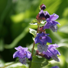 Mehania pokrzywolistna- Meehania urticifolia 'Japan Blue’ (p9)