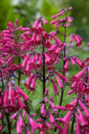 Phygelius 'Candy Drops Purple'