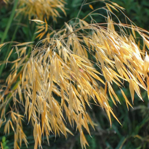 Ostnica olbrzymia- Stipa gigantea 'Alberich'