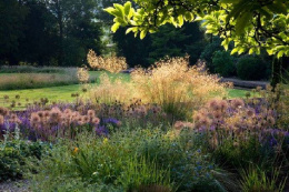 Ostnica olbrzymia- Stipa gigantea 'Alberich'