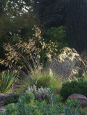 Ostnica olbrzymia- Stipa gigantea 'Alberich'