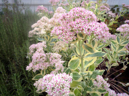 Rozchodnik- Sedum erythrostictum 'Frosty Morn' (p9)