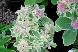 Rozchodnik- Sedum erythrostictum 'Frosty Morn' (p9)