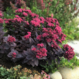 Rozchodnik- Sedum 'Sunsparkler Plum Dazzled'