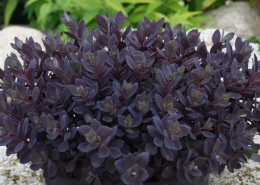 Rozchodnik- Sedum 'Sunsparkler Plum Dazzled'