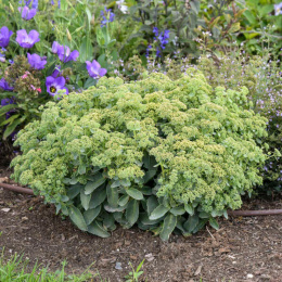 Rozchodnik- Sedum 'Rock N Grow Lemonjade'