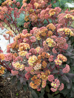 Rozchodnik- Sedum 'Yellow Xenox'