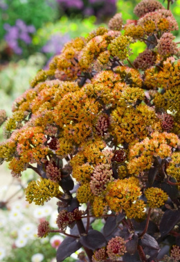 Rozchodnik- Sedum 'Yellow Xenox'