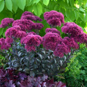 Rozchodnik- Sedum 'Thunderhead' Rozchodnik- Sedum 'Thunderhead'