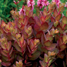 Rozchodnik- Sedum 'Thunderhead'