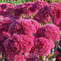 Rozchodnik- Sedum 'Thunderhead' Rozchodnik- Sedum 'Thunderhead'