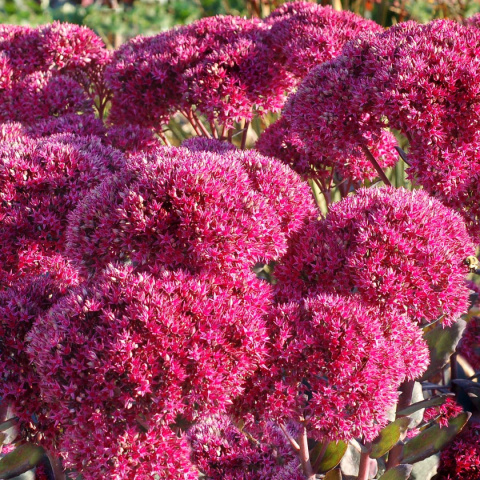 Rozchodnik- Sedum 'Thunderhead' Rozchodnik- Sedum 'Thunderhead'