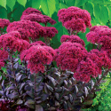 Rozchodnik- Sedum 'Thunderhead' Rozchodnik- Sedum 'Thunderhead'