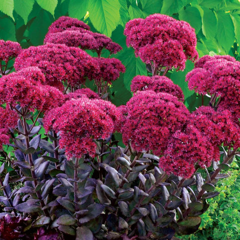 Rozchodnik- Sedum 'Thunderhead' Rozchodnik- Sedum 'Thunderhead'
