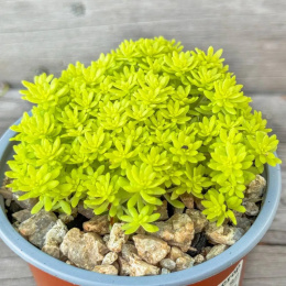 Rozchodnik- Sedum 'Tokyo Sun' (p9)