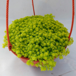 Rozchodnik- Sedum 'Tokyo Sun' (p9)