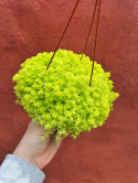 Rozchodnik- Sedum 'Tokyo Sun' (p9)