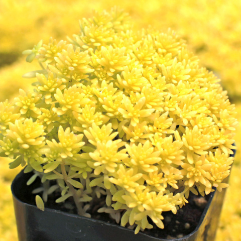 Rozchodnik- Sedum 'Tokyo Sun' (p9) Rozchodnik- Sedum 'Tokyo Sun' (p9)