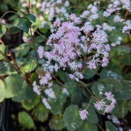 Rutewka- Thalictrum ichangense 'Purple Marble'