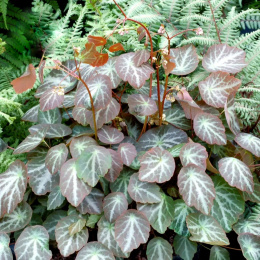 Rutewka- Thalictrum ichangense 'Purple Marble'